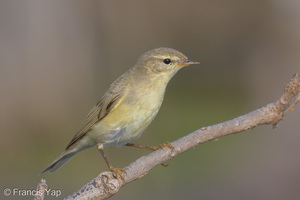 Willow Warbler-251204-140FRYAP-FYA03371-W.jpg