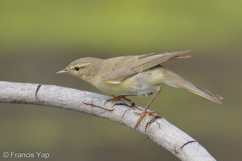 Willow_Warbler-251204-140FRYAP-FYA09104-W.jpg