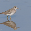 Wood Sandpiper-180825-110ND500-FYP_6817-W.jpg