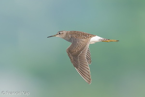 Wood Sandpiper-200829-116MSDCF-FYP07356-W.jpg