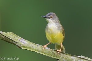 Yellow-bellied Prinia-120725-100EOS1D-FY1X0443-W.jpg
