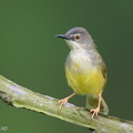 Yellow-bellied Prinia-120725-100EOS1D-FY1X0443-W.jpg