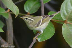 Yellow-browed Warbler-171230-107ND500-FYP_1474-W.jpg