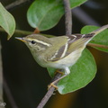 Yellow-browed Warbler-171230-107ND500-FYP_1474-W.jpg