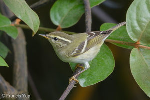 Yellow-browed Warbler-171230-107ND500-FYP_1475-W.jpg