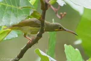 Yellow-eared Spiderhunter-141120-100EOS7D-FY7D5339-W.jpg