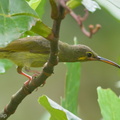 Yellow-eared Spiderhunter-141120-100EOS7D-FY7D5339-W.jpg