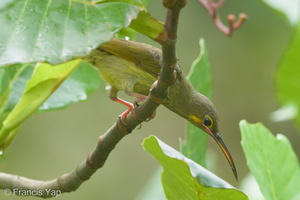 Yellow-eared Spiderhunter-141120-100EOS7D-FY7D5352-W.jpg
