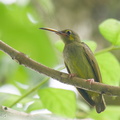 Yellow-eared Spiderhunter-241116-252MSDCF-FYP00984-W.jpg