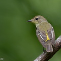 Yellow-rumped Flycatcher-111023-108EOS7D-IMG_7746-W.jpg