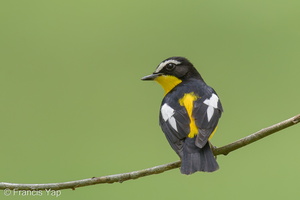 Yellow-rumped Flycatcher-121012-102EOS1D-FY1X5434-W.jpg