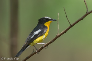 Yellow-rumped Flycatcher-160325-124EOS1D-FY1X2247-W.jpg