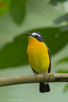 Yellow-rumped Flycatcher-210326-106MSDCF-FRY01335-W.jpg