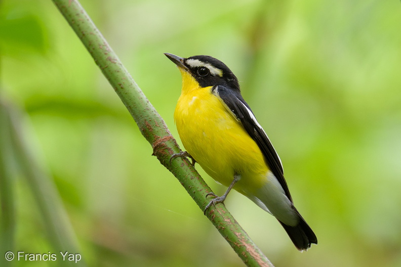 Yellow-rumped_Flycatcher-260218-154FRYAP-FYA05658-W.jpg