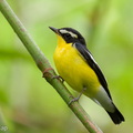 Yellow-rumped_Flycatcher-260218-154FRYAP-FYA05658-W.jpg