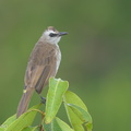 Yellow-vented Bulbul-170531-111EOS1D-F1X22654-W.jpg