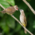 Yellow-vented Bulbul-200502-115MSDCF-FYP09252-W.jpg