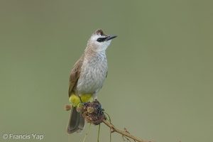 Yellow-vented Bulbul-250127-255MSDCF-FYP04654-W.jpg