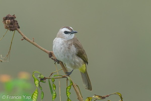 Yellow-vented Bulbul-250129-255MSDCF-FYP06081-W.jpg