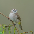 Yellow-vented Bulbul-250129-255MSDCF-FYP06081-W.jpg