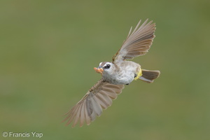 Yellow-vented Bulbul-250622-112FRYAP-FYA03217-W.jpg