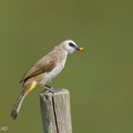 Yellow-vented Bulbul-250622-112FRYAP-FYA03670-W.jpg