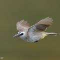 Yellow-vented Bulbul-250623-112FRYAP-FYA04568-W.jpg