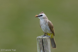 Yellow-vented Bulbul-250623-112FRYAP-FYA05260-W.jpg