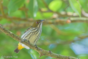 Yellow-vented Flowerpecker-190112-115ND500-FYP_0015-W.jpg