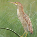 Yellow Bittern-120122-107EOS1D-FYAP5568-W.jpg