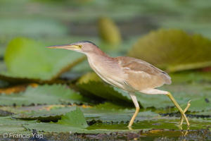 Yellow Bittern-190504-117ND500-FYP_1113-W.jpg
