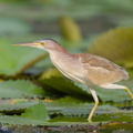 Yellow Bittern-190504-117ND500-FYP_1113-W.jpg