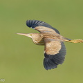 Yellow Bittern-211215-133MSDCF-FRY02442-W.jpg