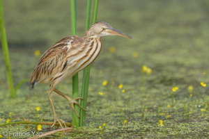 Yellow Bittern-251226-146FRYAP-FYA04051-W.jpg