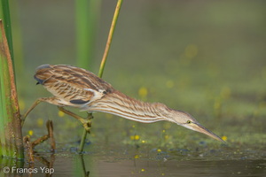 Yellow Bittern-251230-147FRYAP-FYA02919-W.jpg
