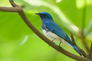 Zappey's Flycatcher-191110-103MSDCF-FYP04821-W.jpg