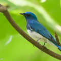 Zappey's Flycatcher-191110-103MSDCF-FYP04821-W.jpg