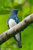 Zappey's Flycatcher-191111-103MSDCF-FYP05594-W.jpg