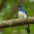Zappey's Flycatcher-221127-159MSDCF-FYP07904-W.jpg
