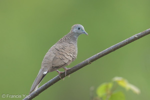 Zebra Dove-170615-111EOS1D-F1X28048-W.jpg