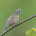 Zebra Dove-170615-111EOS1D-F1X28048-W.jpg