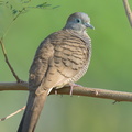 Zebra Dove-210306-103MSDCF-FRY01969-W.jpg