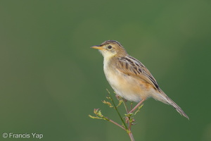 Zitting Cisticola-131009-110EOS1D-FY1X5210-W.jpg