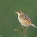 Zitting Cisticola-131009-110EOS1D-FY1X5210-W.jpg