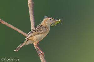 Zitting Cisticola-190818-119ND500-FYP_6834-W.jpg
