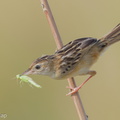 Zitting Cisticola-190818-119ND500-FYP_6893-W.jpg