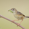 Zitting Cisticola-190819-119EOS1D-F1X20718-W.jpg