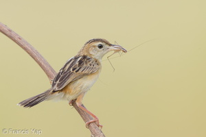 Zitting Cisticola-190819-119EOS1D-F1X20762-W.jpg