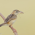 Zitting Cisticola-190819-119EOS1D-F1X20762-W.jpg