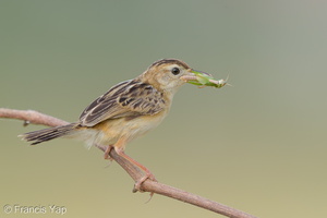 Zitting Cisticola-190819-119EOS1D-F1X20971-W.jpg
